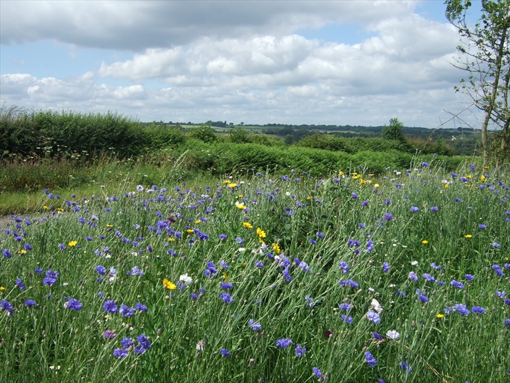 Self Catering Cottages